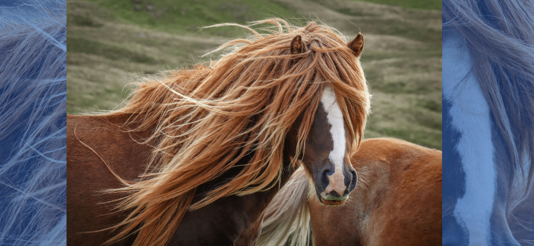 Esquilado de caballos en primavera: ¿sí o no? Beneficios y riesgos