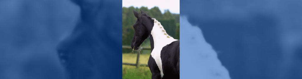 Guillermo González Alonso Seiko Sun Rosse