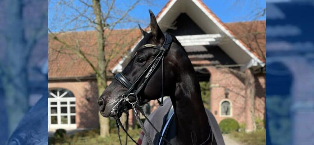 Zouzo Majishan: De la subasta Hannoveriana al circuito internacional en Suiza