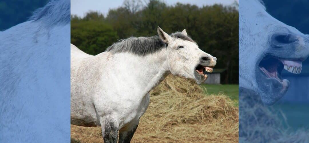 Alergias en caballos: cómo detectarlas y manejarlas en primavera