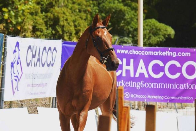 Chacco Marketing ofrece servicio integral de comunicación y visibilidad