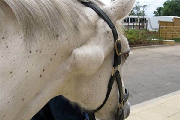La importancia de las revisiones veterinarias para descartar tumores en los caballos