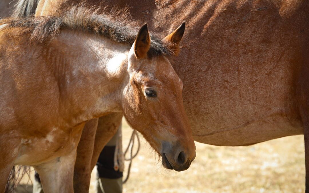 San Emiliano celebró una nueva edición del Concurso del caballo Hispano-Bretón