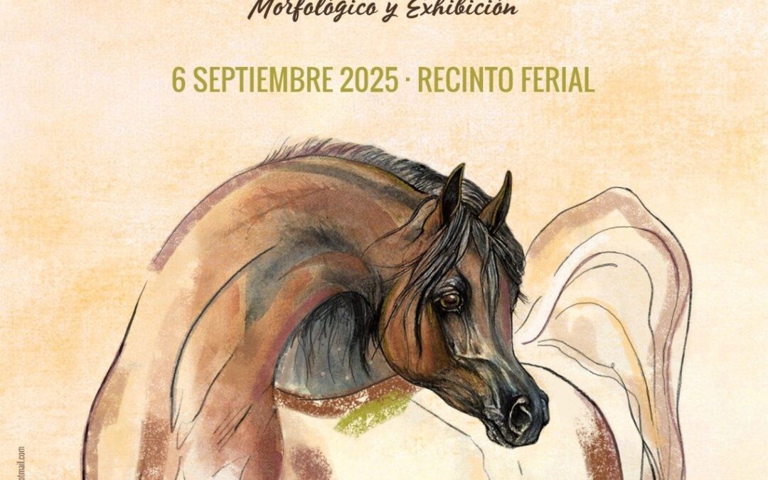 Zafra reunirá 40 caballos árabes de distintas ganaderías en su VII Campeonato de Caballos Pura Raza Árabe