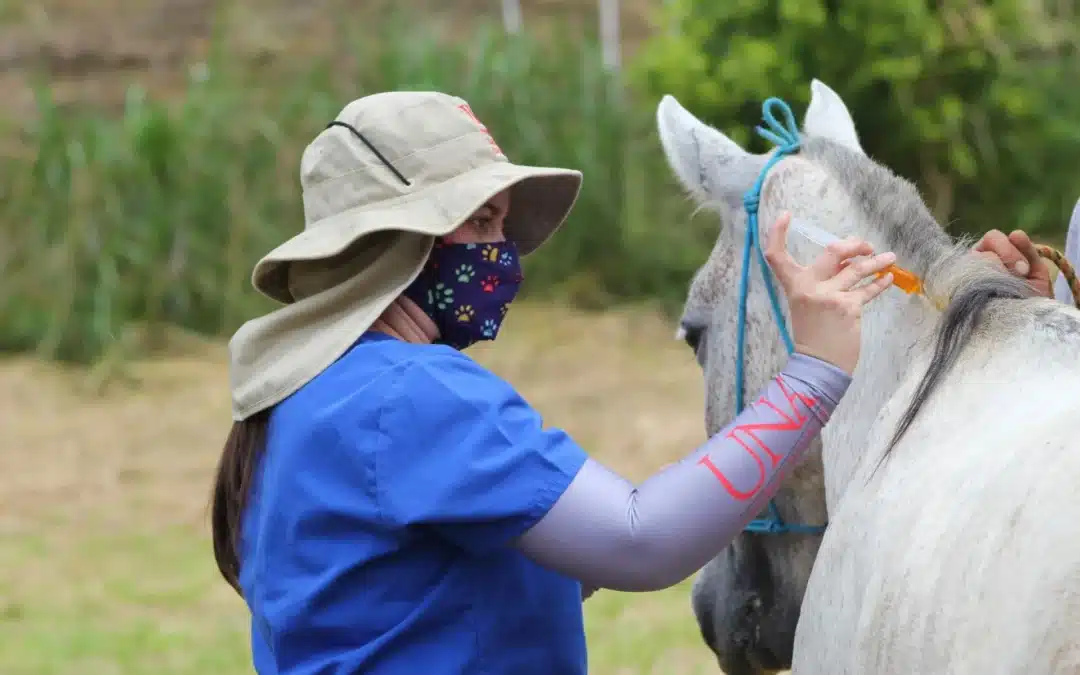 Varios equinos afectados por parásitos en Costa Rica