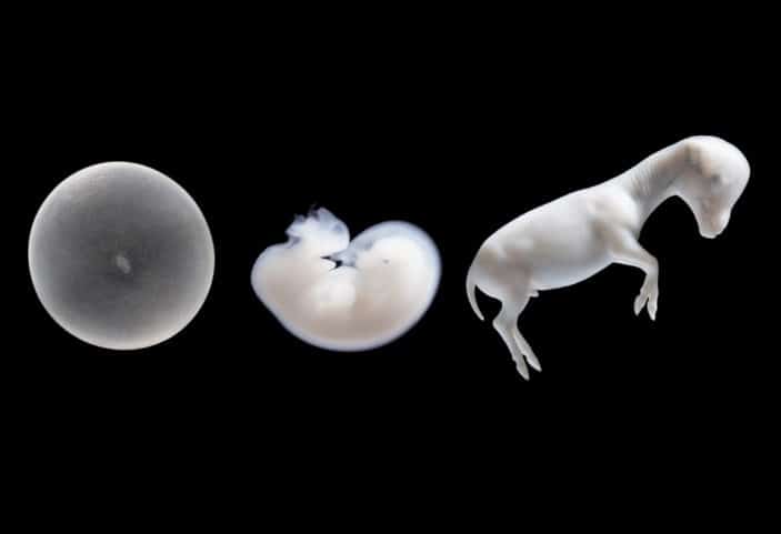 ¿Quieres un hermano directo de Conbalthago PS, ganador del GP 1.60 metros del CSI4* de Gijón?