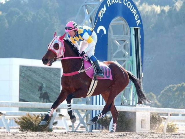 Murió Haru Urara, la yegua japonesa que se convirtió en leyenda por su resistencia al perder 113 carreras consecutivas