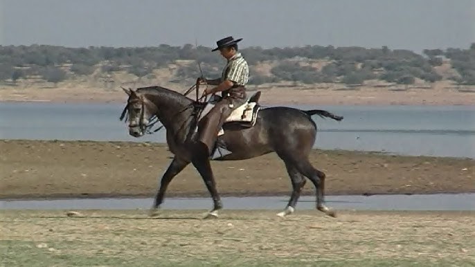 Se establece un plan formativo oficial para las disciplinas de Doma Vaquera y Equitación de Trabajo