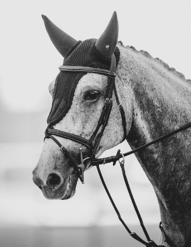 Winnisun, la nueva promesa de las hermanas Chaves