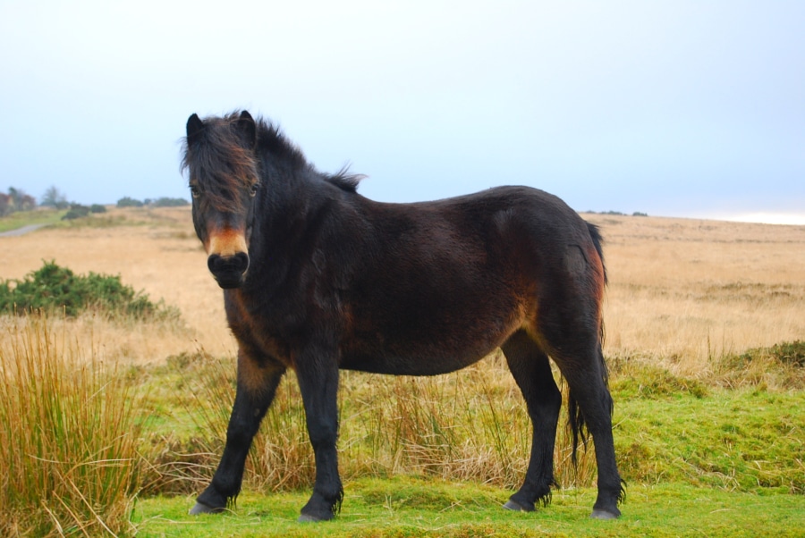 Conoce la raza del poni Exmoor