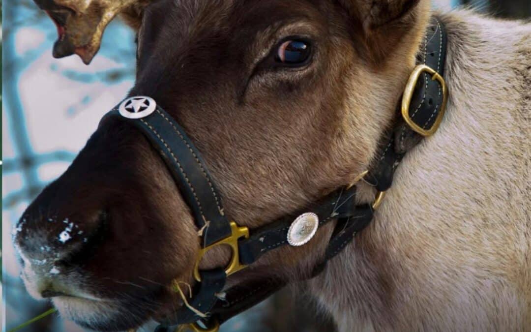 Spruce Meadows celebra el 50º International Christmas Market