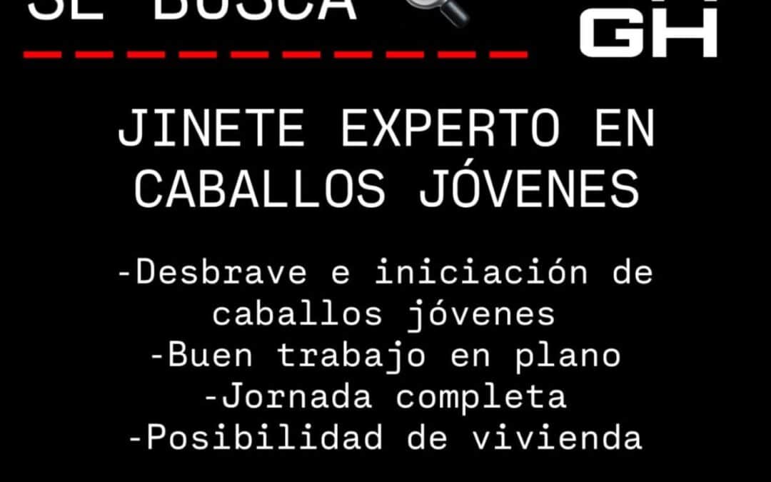 Se busca jinete experto en caballos jóvenes a 30 minutos de Madrid