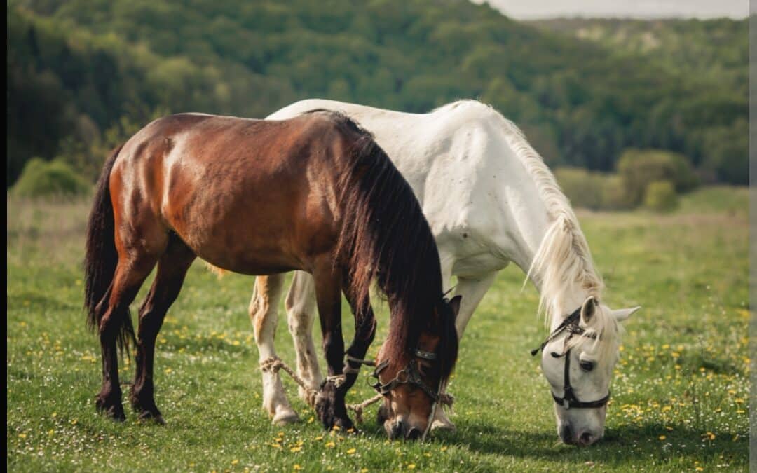 Caballos hermanados, pros y contras