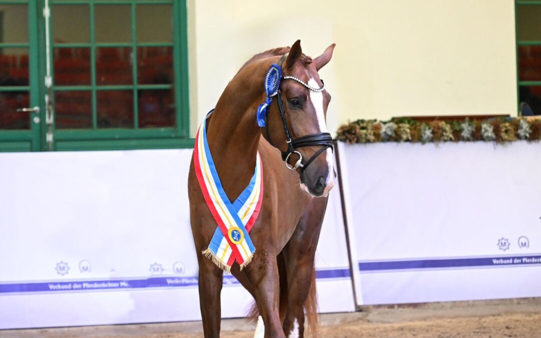 Donation PS, brillante vencedor del 50-Day Stallion Performance Test en Adelheidsdorf