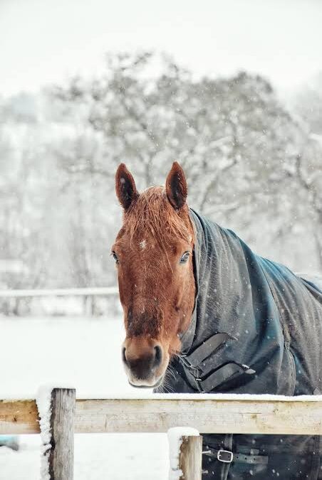Afrontar el invierno a caballo, ¿cómo hacerlo?