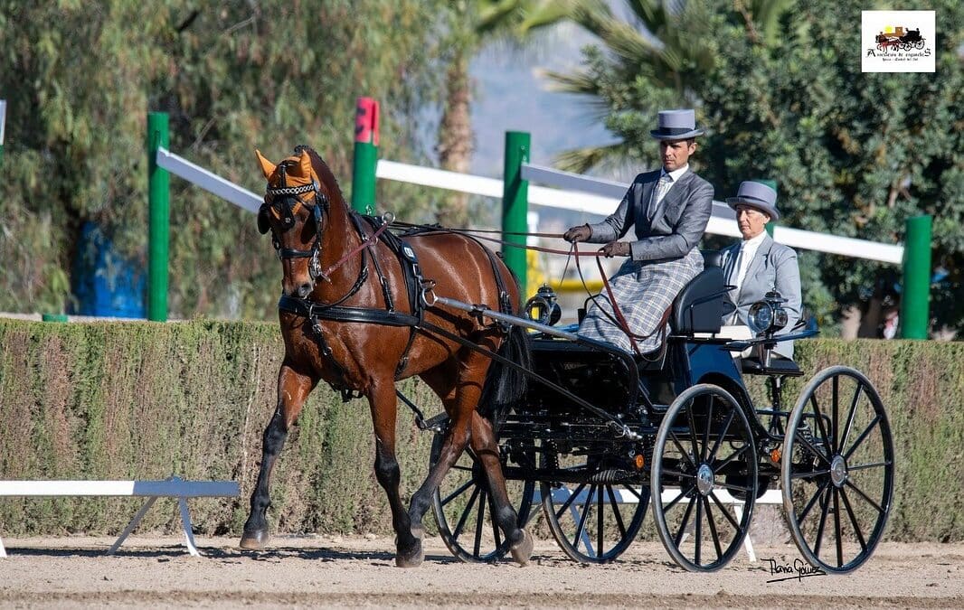 Proclamados los ganadores de la Copa del Rey de Enganches 2025 en Lorca