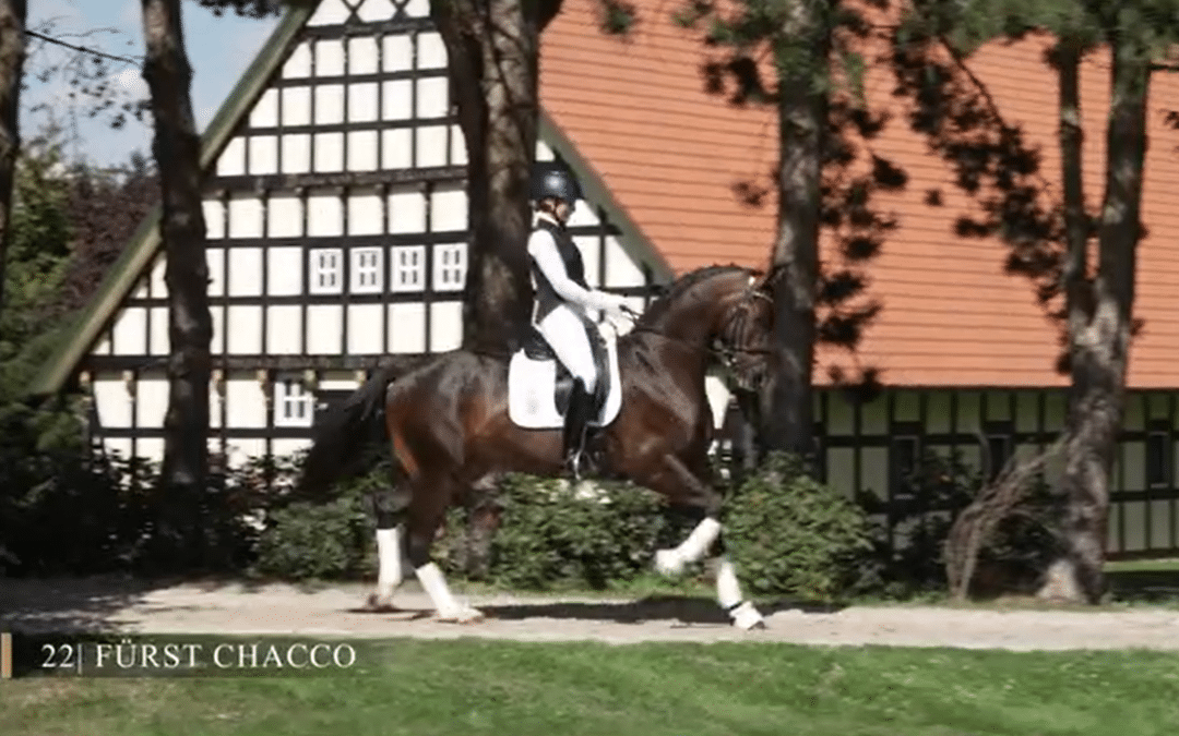 Chacco-Blue y su legado en Doma Clásica