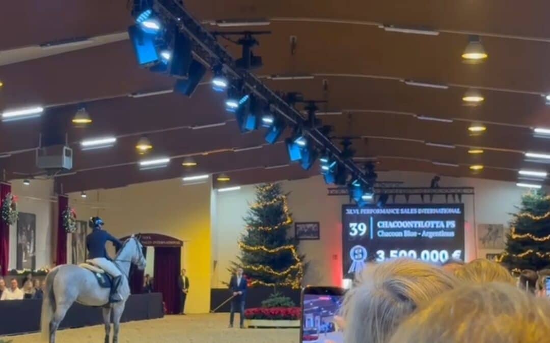 Chacoontilotta PS, vendida a Francia por 3.500.00 euros