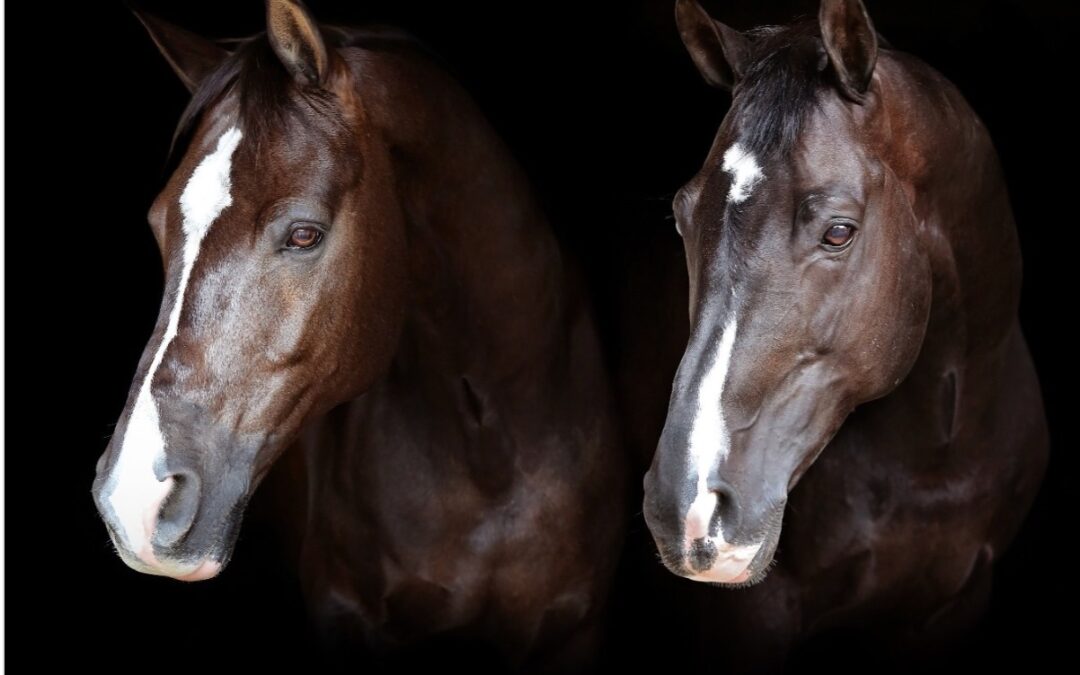 Valegro y Uthopia: el adiós a dos leyendas de la Doma Clásica