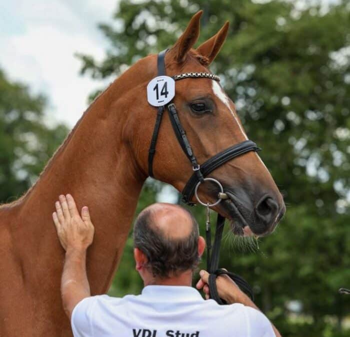 Oportunidad laboral en VDL Stud