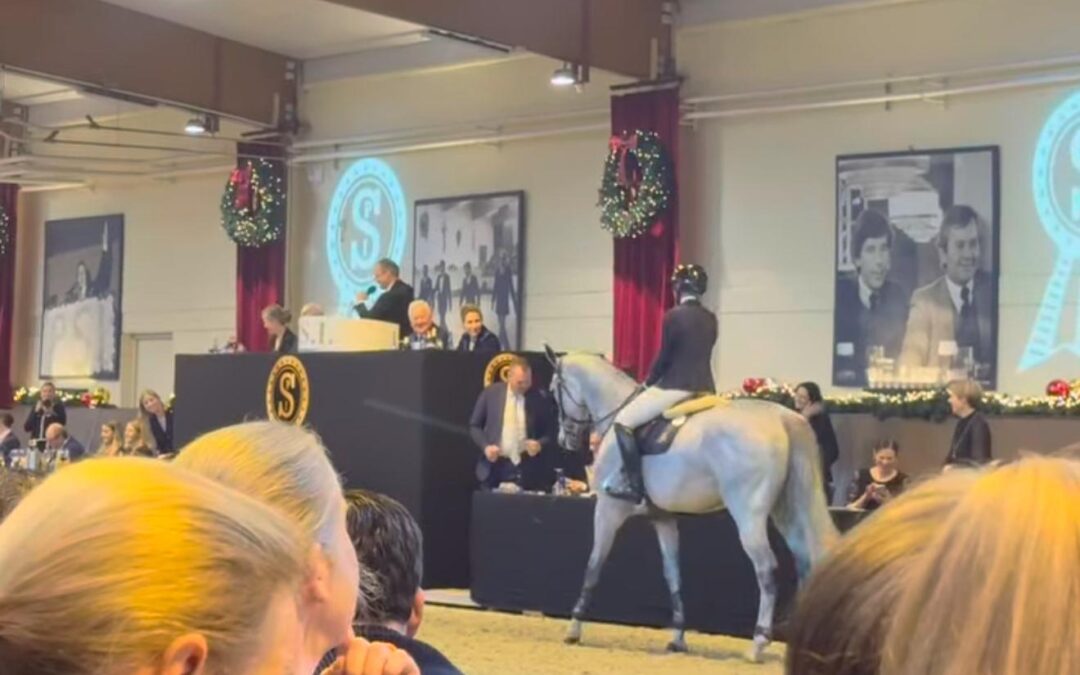 Chacco-Blue triunfa en la subasta P.S.I.